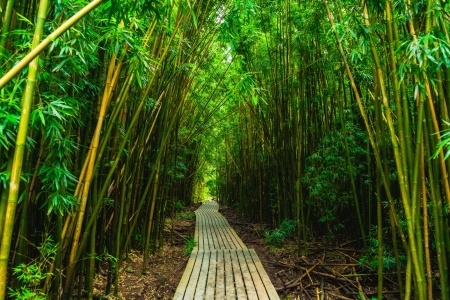 Bamboo Forest Walk