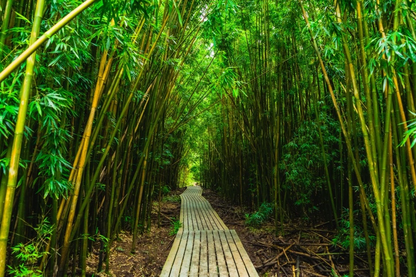 Bamboo Forest Walk